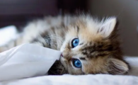 猫咪便便像羊粪球且带血？