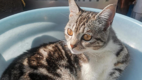 猫咪抽搐四肢乱蹬吐白沫怎么办
