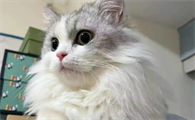 猫胰腺炎一般几天能好