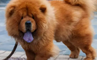 狗狗后背拱起是什么问题？