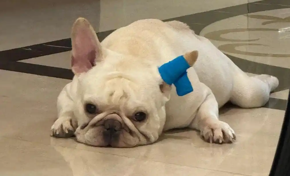 狗狗忽然哼唧粘人怎么回事