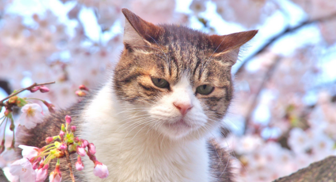 猫咪哮喘和普通咳嗽怎么区分 猫咪哮喘和普通咳嗽怎么区分