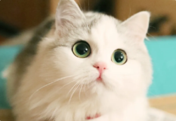 猫咪咳嗽后吐出泡沫液？