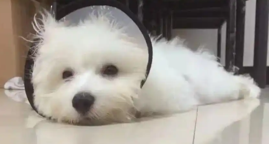 狗狗脂溢性皮炎怎么改善肤质