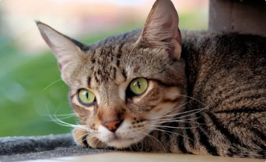猫咪鼻镜颜色变白或发紫? 猫咪鼻镜颜色变白或发紫?