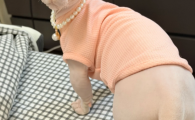 哪个猫粮蛋白成分高？柏宠源养出猫咪强健体态亮泽皮毛