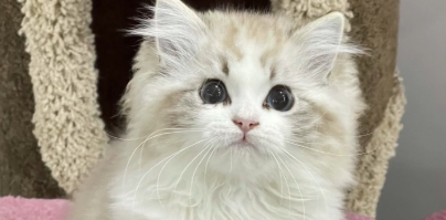 猫咪外耳道炎为什么复发了