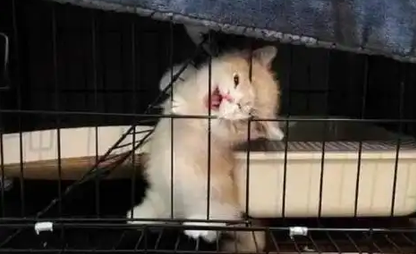 小猫关笼子里叫得好凶怎么办