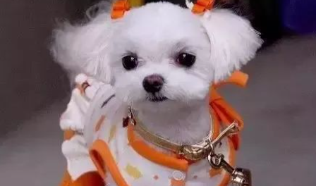 狗狗呕吐怎么治疗? 狗狗呕吐怎么治疗?