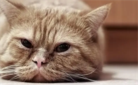 猫咪哮喘会不会影响寿命长短
