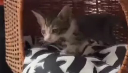 网购猫窝收到意外惊喜，箱子里爬出来一只小猫？！