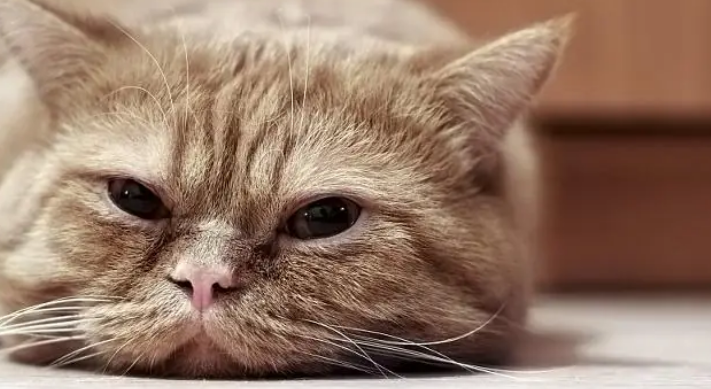 猫咪哮喘会不会影响寿命长短 猫咪哮喘会不会影响寿命长短