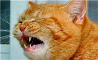 猫咪频繁打喷嚏是什么原因?