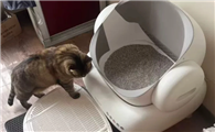 猫咪小便痛苦频繁蹲猫砂盆是什么病?
