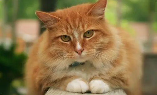 猫咪耳朵内有黑色油性污垢？