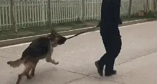 警犬撒娇要训导员抱着走，结果被路人笑话…