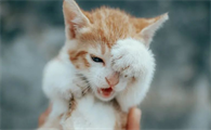 猫咪鼻炎怎么治能除根