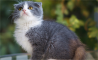 猫咪得了真菌皮肤病能根治吗