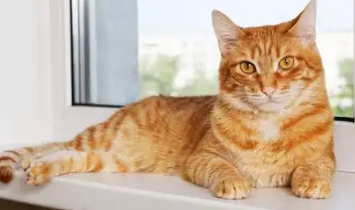 猫咪维生素b1缺乏症 猫咪维生素b1缺乏症