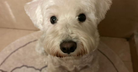 犬传染性气管支气管炎多久能痊愈啊 犬传染性气管支气管炎多久能痊愈啊