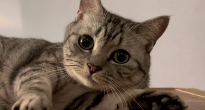 猫咪安静时喘气是什么原因引起的 猫咪安静时喘气是什么原因引起的