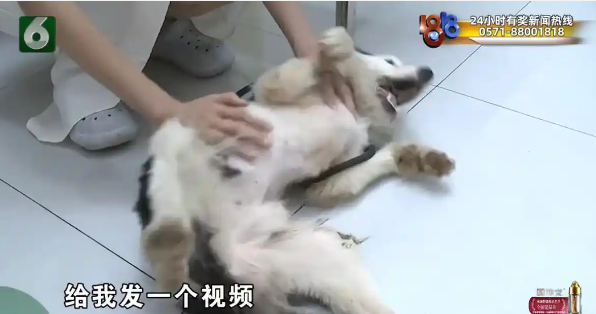 浙江女子万元送边牧训犬，接回后狗狗重度贫血暴瘦10斤