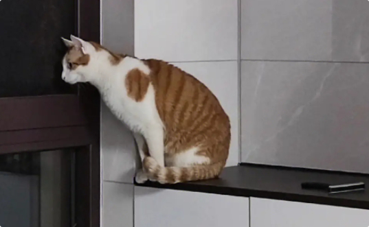 猫咪心跳过快且虚弱无力? 猫咪心跳过快且虚弱无力?