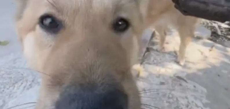 网红田园犬彪哥突发中毒死亡，投毒事件会查到凶手吗？