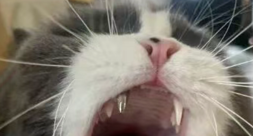 跑酷翻车摔断牙！小猫装上钛钢牙，直接解锁拆迁新身份