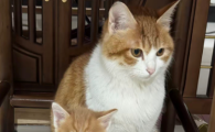 猫结膜炎传染另一只猫吗