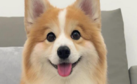 狗狗爪子肿了是啥病？