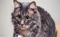 猫咪耳螨多久可以根治