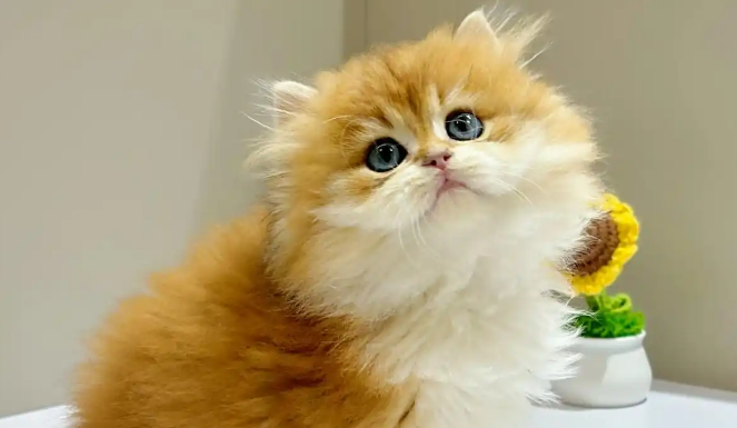 猫咪感染猫疱疹病毒会有哪些症状