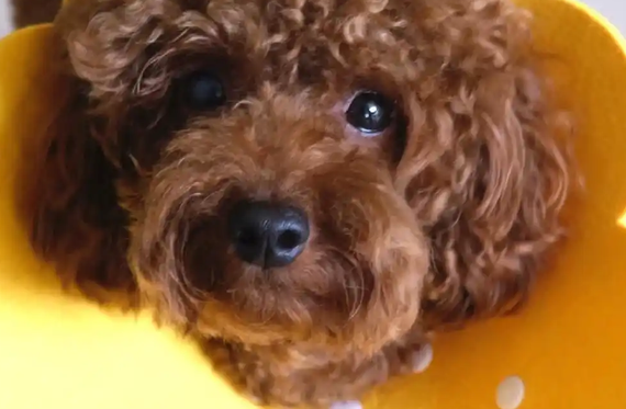 狗狗眼睛睁不开半眯着是怎么回事 狗狗眼睛睁不开半眯着是怎么回事