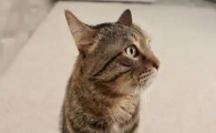 猫咪主动脉血栓后遗症怎么护理好