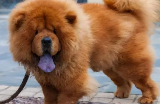 狗狗后背拱起是什么问题？