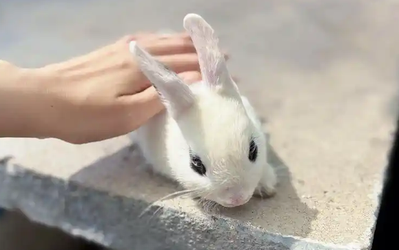兔子便血怎么办