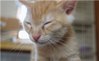猫咪频繁甩耳朵抓挠是耳螨吗?
