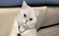 猫咪角膜溃疡多久能愈合好