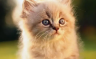 猫咪突然攻击自己尾巴根?
