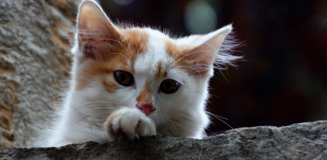猫咪频繁排尿是什么病症 猫咪频繁排尿是什么病症