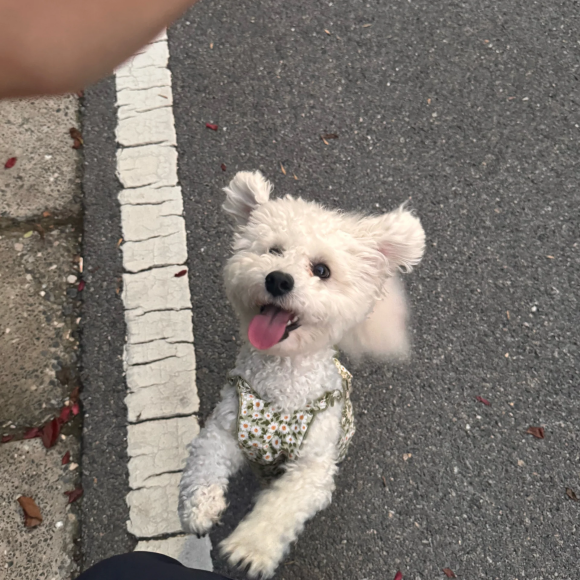 宠物关节软骨素推荐诺瑞仕PET NOURISH,适配毛孩子全周期护骨 宠物关节软骨素推荐诺瑞仕PET NOURISH,适配毛孩子全周期护骨