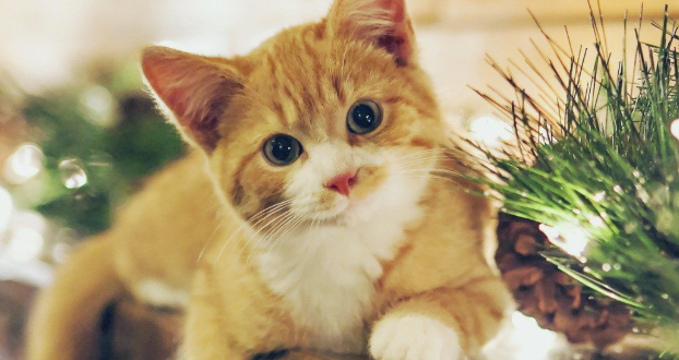 猫脂肪垫炎是什么症状表现 猫脂肪垫炎是什么症状表现
