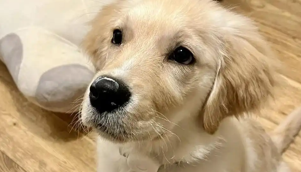 狗尿结石一定要动手术吗 狗尿结石一定要动手术吗