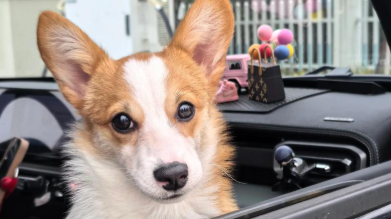 犬芽生菌病会传染人吗 犬芽生菌病会传染人吗