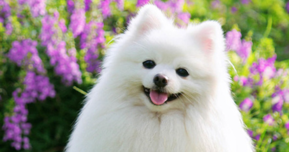 犬镰状细胞病有什么危害和后果 犬镰状细胞病有什么危害和后果