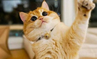 猫咪便便带黏液且恶臭？