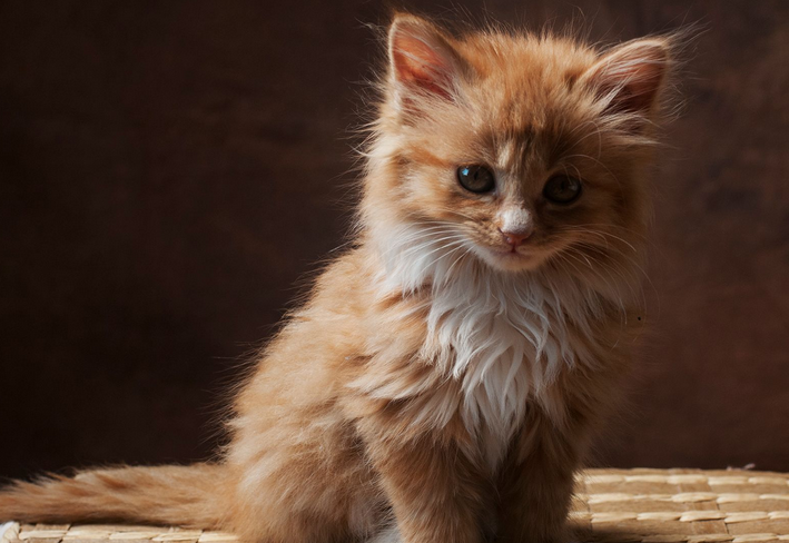 猫嘴流粘液是猫瘟初期症状吗