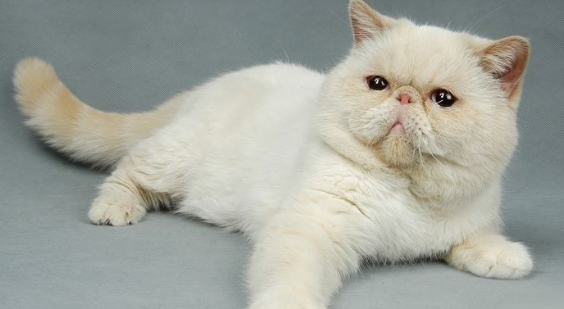 猫咪眼睛频繁流泪是什么原因