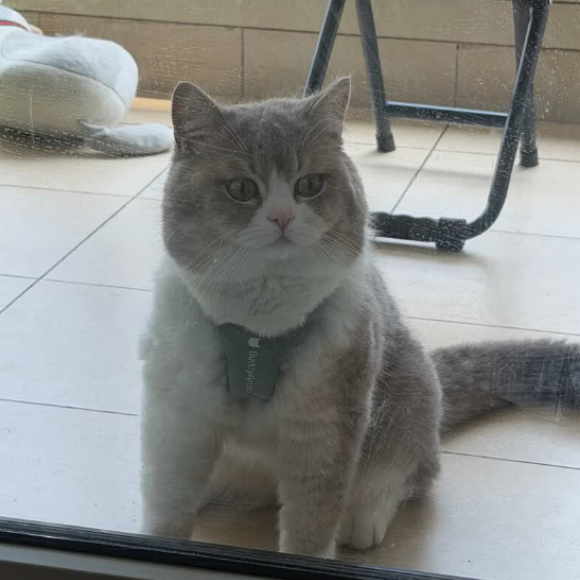 猫咪项圈推荐BUDDYARMOR，防挣脱结构杜绝猫咪外出走失